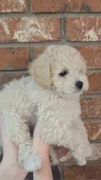 Ella, a female Poodle - Toy  and Poodle - Miniature  for sale in Enid, OK – 2 of 3