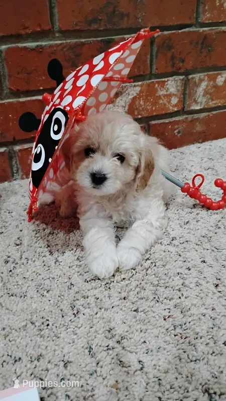 Scarlett – Poodle - Toy , Poodle - Miniature  puppy for sale in Enid, OK