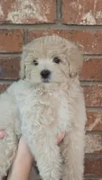 Charlotte, a female Poodle - Toy  and Poodle - Miniature  for sale in Enid, OK – 2 of 3