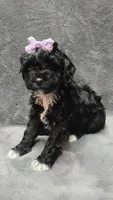 Lucy, a female Poodle - Toy  and Poodle - Miniature  for sale in Enid, OK – Photo 2 of 6