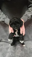 Lucy, a female Poodle - Toy  and Poodle - Miniature  for sale in Enid, OK – Photo 3 of 6