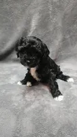 Lucy, a female Poodle - Toy  and Poodle - Miniature  for sale in Enid, OK – Photo 4 of 6