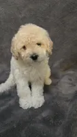 Dolly, a female Poodle - Toy  and Poodle - Miniature  for sale in Enid, OK – 6 of 9
