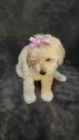 Dolly, a female Poodle - Toy  and Poodle - Miniature  for sale in Enid, OK – 7 of 9