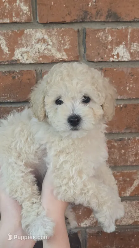 Ella – Poodle - Toy , Poodle - Miniature  puppy for sale in Enid, OK