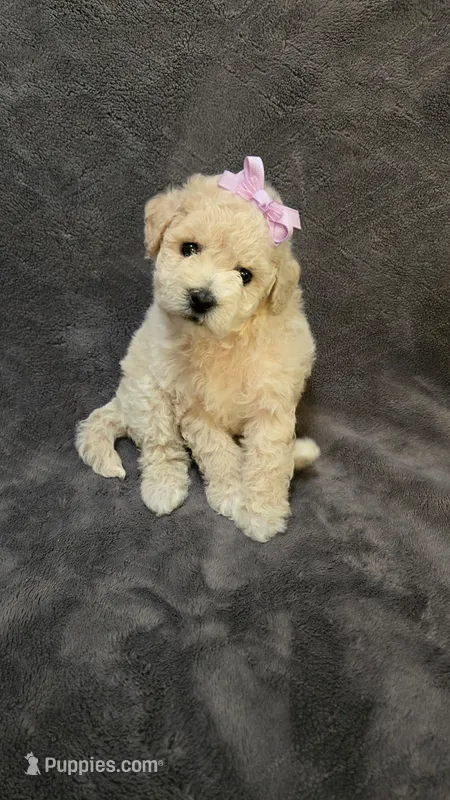Ella – Poodle - Toy , Poodle - Miniature  puppy for sale in Enid, OK