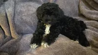 Oreo, a female Poodle - Toy  and Poodle - Miniature  for sale in Enid, OK – Photo 2 of 2