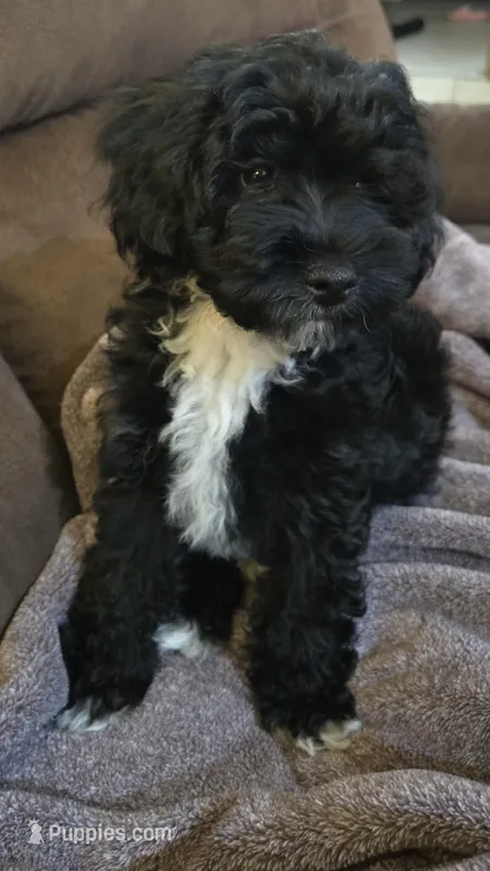 Oreo – Poodle - Toy , Poodle - Miniature  puppy for sale in Enid, OK