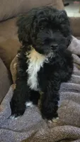Oreo, a female Poodle - Toy  and Poodle - Miniature  for sale in Enid, OK – Photo 1 of 2