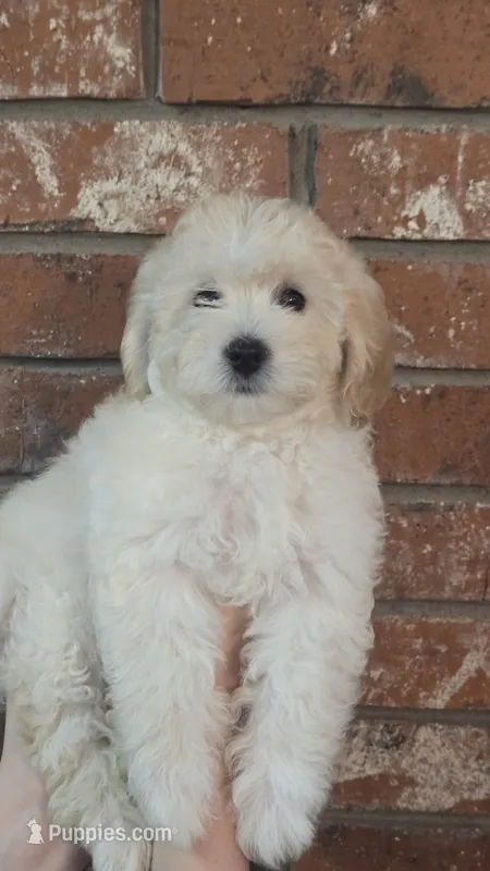 Scarlett – Poodle - Toy , Poodle - Miniature  puppy for sale in Enid, OK