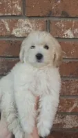 Scarlett, a female Poodle - Toy  and Poodle - Miniature  for sale in Enid, OK – 1 of 3