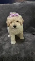Dolly, a female Poodle - Toy  and Poodle - Miniature  for sale in Enid, OK – 8 of 9