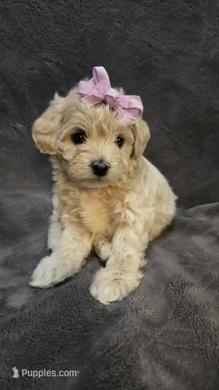 Charlotte – Poodle - Toy , Poodle - Miniature  puppy for sale in Enid, OK