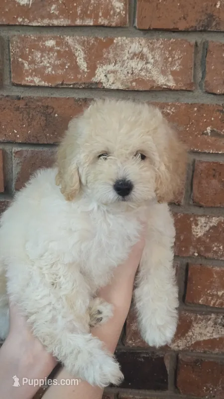 Dolly  – Poodle - Toy , Poodle - Miniature  puppy for sale in Enid, OK