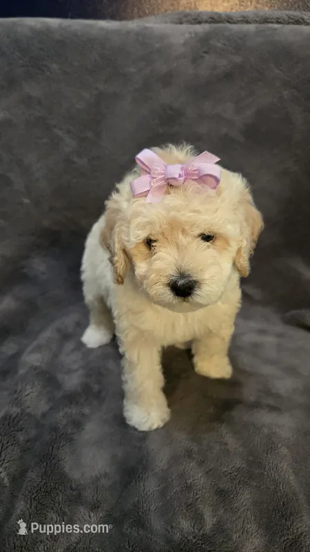 Ellie Mae – Poodle - Toy , Poodle - Miniature  puppy for sale in Enid, OK