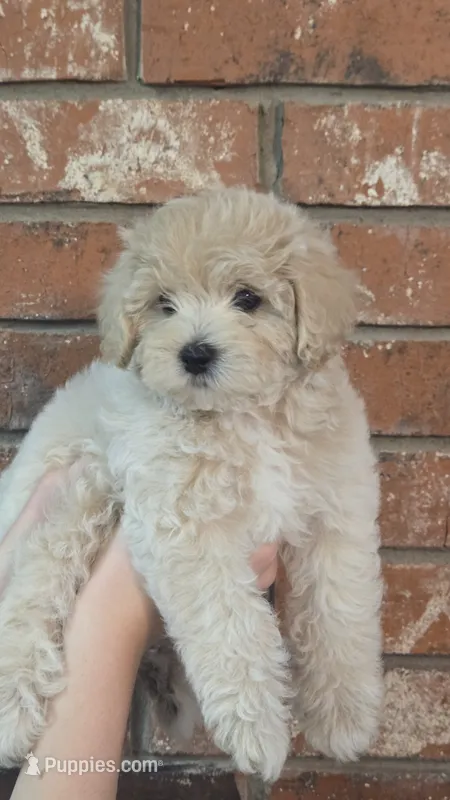 Charlotte – Poodle - Toy , Poodle - Miniature  puppy for sale in Enid, OK
