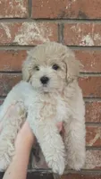 Charlotte, a female Poodle - Toy  and Poodle - Miniature  for sale in Enid, OK – 1 of 3