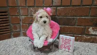 Dolly, a female Poodle - Toy  and Poodle - Miniature  for sale in Enid, OK – 3 of 9