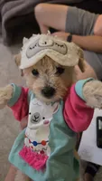 Dolly, a female Poodle - Toy  and Poodle - Miniature  for sale in Enid, OK – 2 of 9