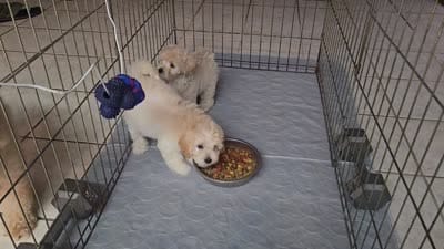 Charlotte, a female Poodle - Toy  and Poodle - Miniature  for sale in Enid, OK – 3 of 3