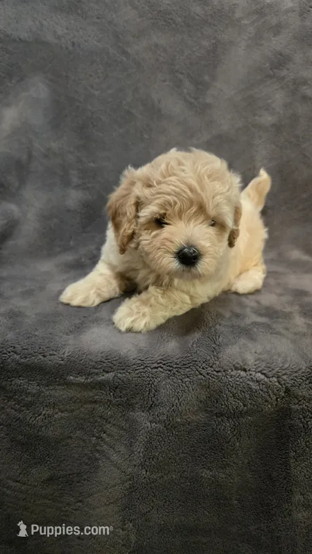 Oliver – Poodle - Toy , Poodle - Miniature  puppy for sale in Enid, OK