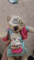 Dolly, a female Poodle - Toy  and Poodle - Miniature  for sale in Enid, OK – 5 of 9