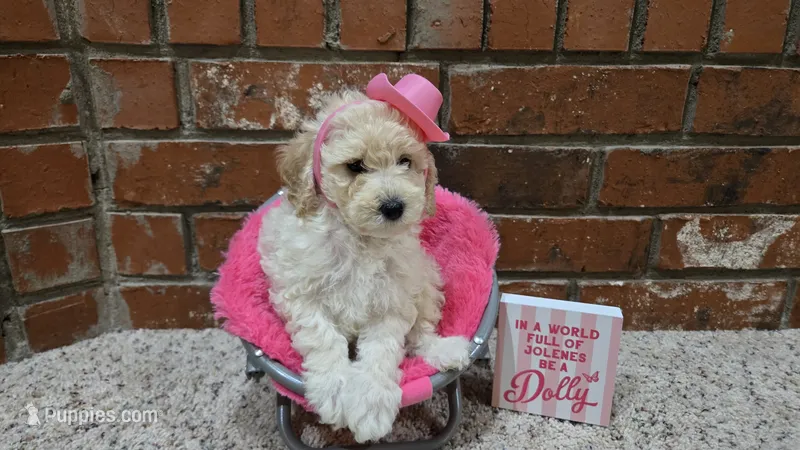 Dolly – Poodle - Toy , Poodle - Miniature  puppy for sale in Enid, OK