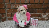 Dolly, a female Poodle - Toy  and Poodle - Miniature  for sale in Enid, OK – 1 of 9
