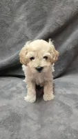 Whip, a male Poodle - Toy  and Poodle - Miniature  for sale in Enid, OK – Photo 3 of 5