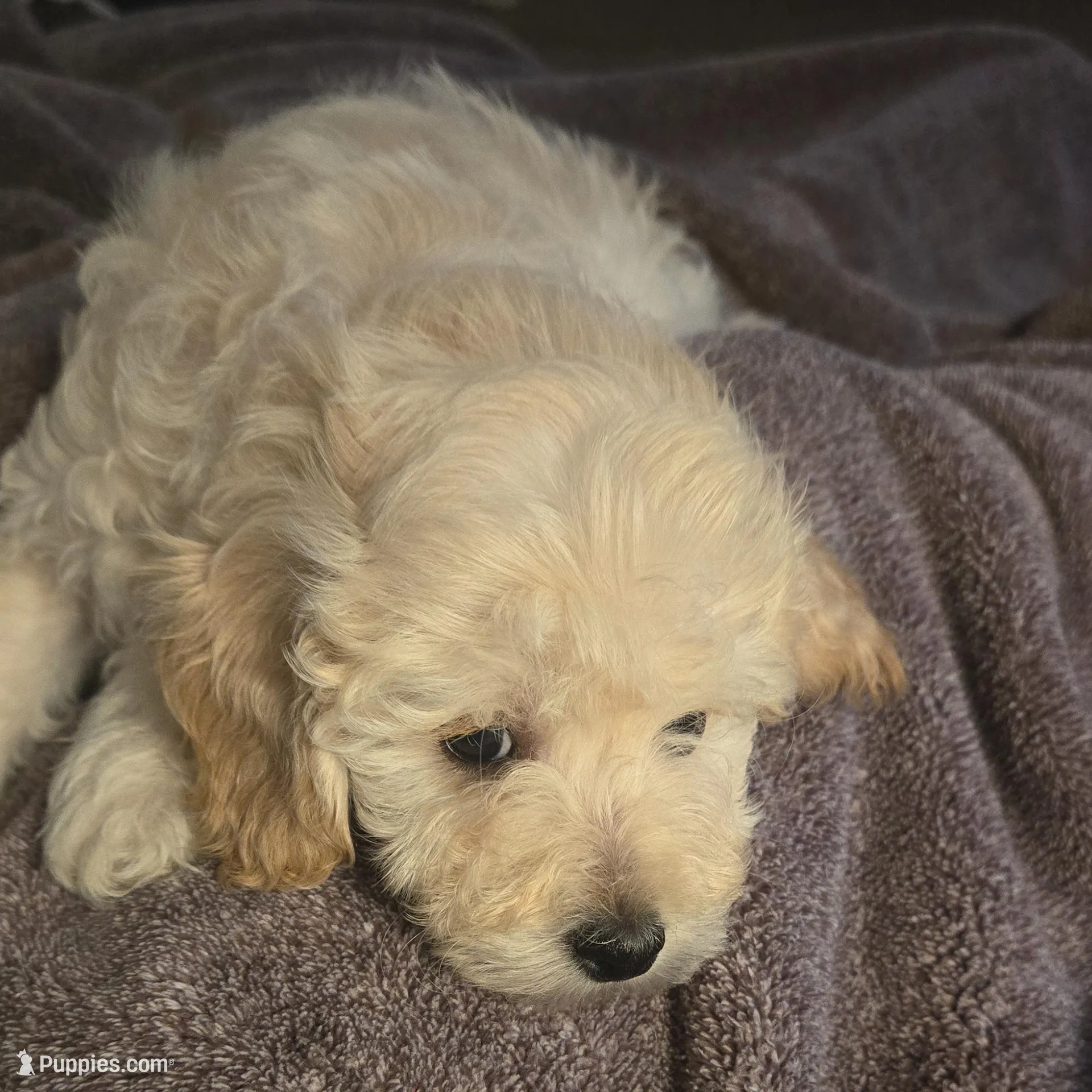 Whip, a male Poodle - Toy  and Poodle - Miniature  for sale in Enid, OK – Photo 2 of 5