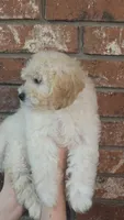 Scarlett, a female Poodle - Toy  and Poodle - Miniature  for sale in Enid, OK – 2 of 3