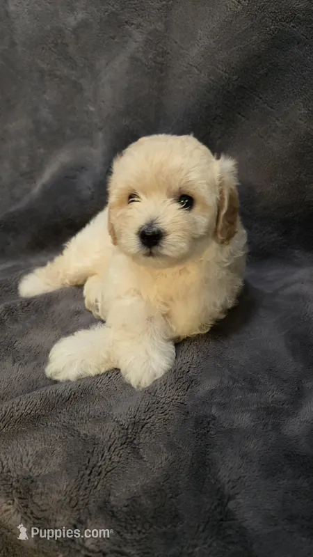 Scarlett – Poodle - Toy , Poodle - Miniature  puppy for sale in Enid, OK