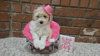 Dolly, a female Poodle - Toy  and Poodle - Miniature  for sale in Enid, OK – 9 of 9