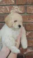 Dolly , a female Poodle - Toy  and Poodle - Miniature  for sale in Enid, OK – 2 of 3