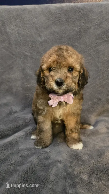Gus Gus – Poodle - Toy , Poodle - Miniature  puppy for sale in Enid, OK