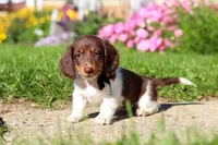Chase, a male Dachshund for sale in Millersburg, OH – 2 of 6