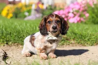 Alex, a male Dachshund for sale in Millersburg, OH – 4 of 6