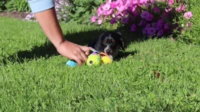 Daisy, a female Dachshund for sale in Millersburg, OH – 6 of 6