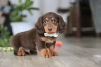 Oliver, a male Miniature Dachshund for sale in Millersburg, OH – Photo 8 of 8