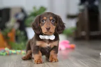 Oliver, a male Miniature Dachshund for sale in Millersburg, OH – Photo 4 of 8