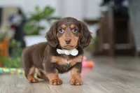 Oliver, a male Miniature Dachshund for sale in Millersburg, OH – Photo 5 of 8