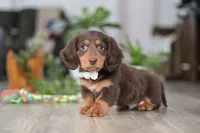 Oliver, a male Miniature Dachshund for sale in Millersburg, OH – Photo 2 of 8