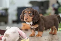 Oliver, a male Miniature Dachshund for sale in Millersburg, OH – Photo 3 of 8