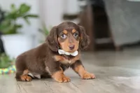 Oliver, a male Miniature Dachshund for sale in Millersburg, OH – Photo 6 of 8