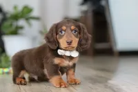 Oliver, a male Miniature Dachshund for sale in Millersburg, OH – Photo 7 of 8