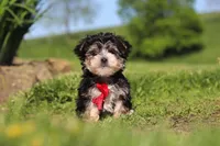 Bennet, a male Morkie for sale in Millersburg, OH – 7 of 10