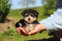 Bennet, a male Morkie for sale in Millersburg, OH – 2 of 10