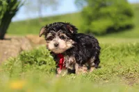 Bennet, a male Morkie for sale in Millersburg, OH – 8 of 10
