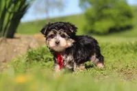 Bennet, a male Morkie for sale in Millersburg, OH – 9 of 10