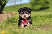 Bennet, a male Morkie for sale in Millersburg, OH – 6 of 10